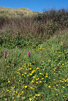Dune slack with willow scrub.